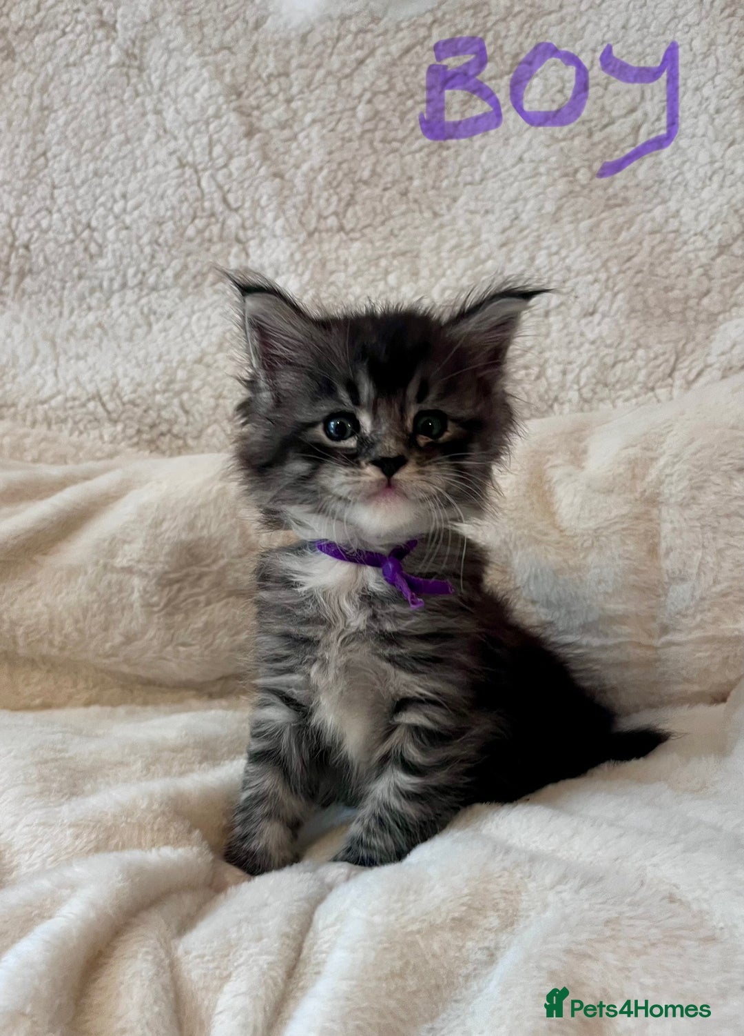 Maine Coon cats for sale: Maine coon kitten  - Image 4