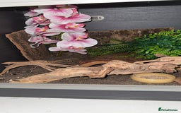 Leopard Gecko reptiles for sale: leopard gecko with setup - Image 4