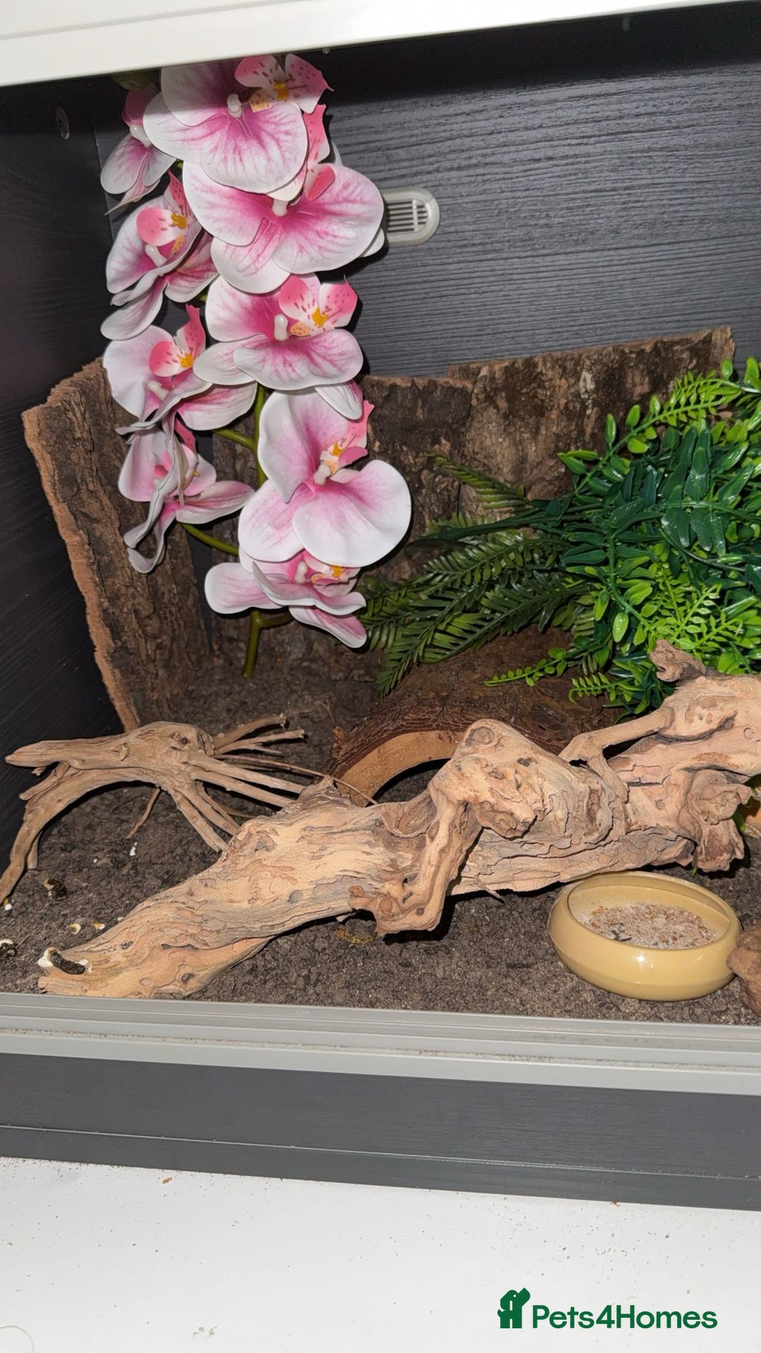 Leopard Gecko reptiles for sale: leopard gecko with setup - Image 4