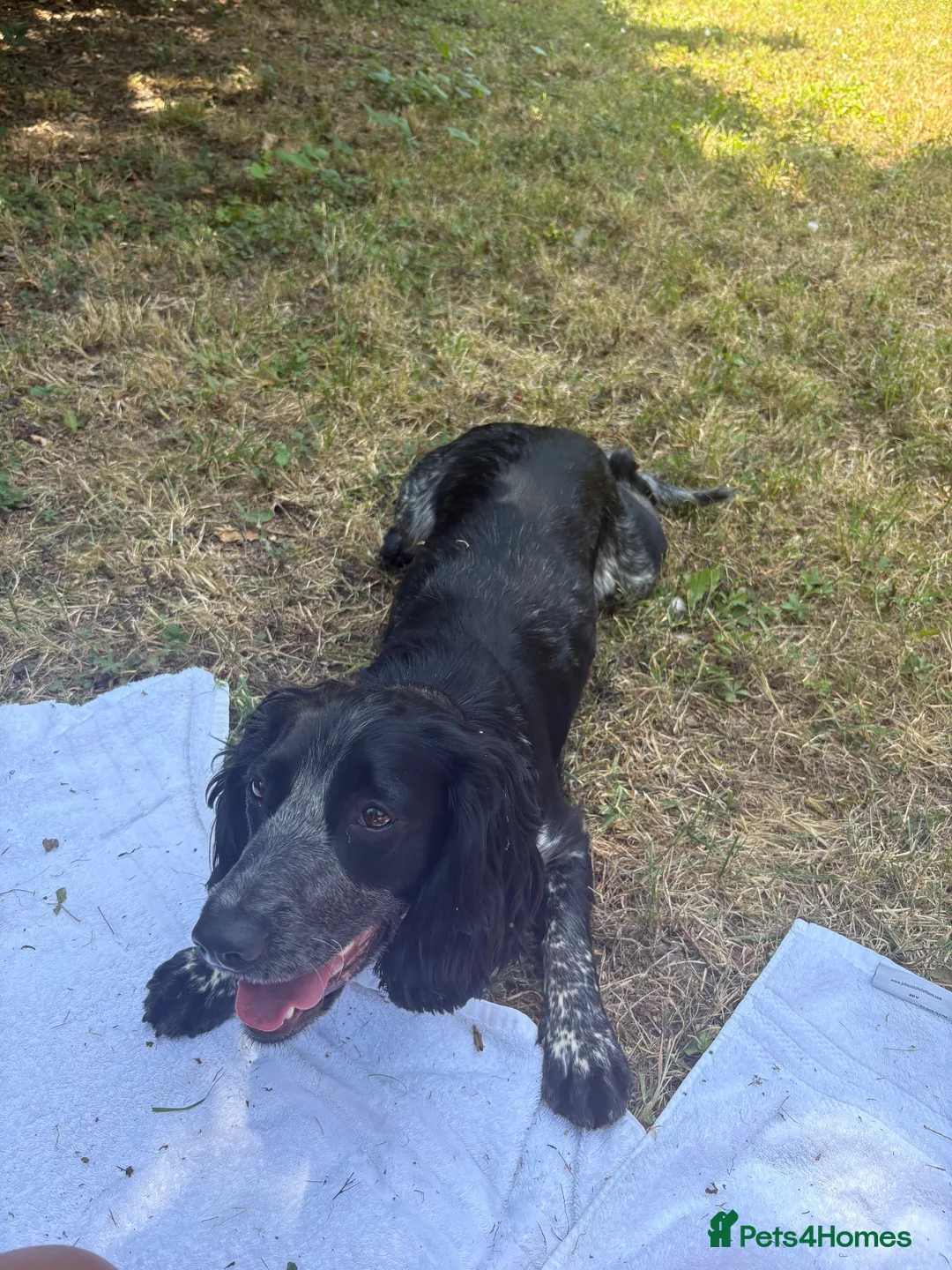 Cocker Spaniel dogs for sale: Rehoming Willow - Advert 2
