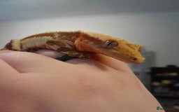 Gecko reptiles for sale: Crested gecko - Red Hypo Lillywhite - Image 5