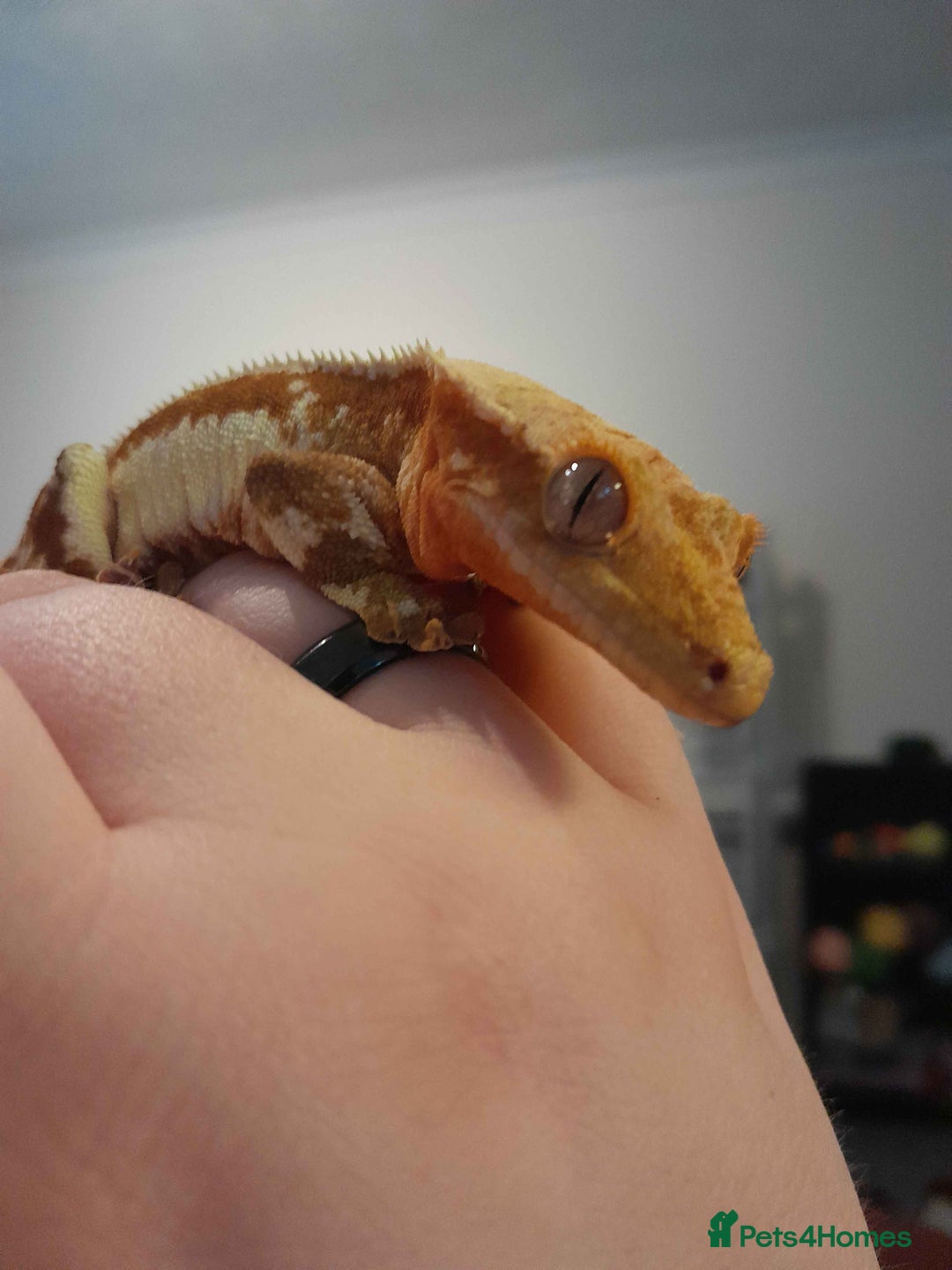 Gecko reptiles for sale: Crested gecko - Red Hypo Lillywhite - Image 5