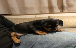 Mixed Breed dogs for sale: Jackschund puppies  - Image 9
