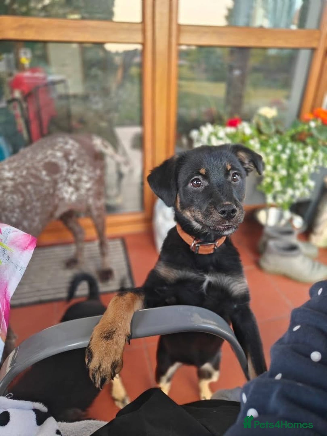 Mixed Breed dogs for adoption: Adorable Monika is ready for her forever home! - Image 14