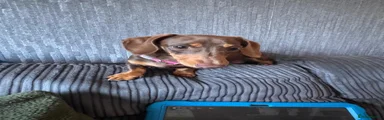 Miniature Dachshund 2