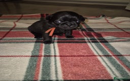 Pug dogs for sale: Pug puppies 🐶  - Image 18