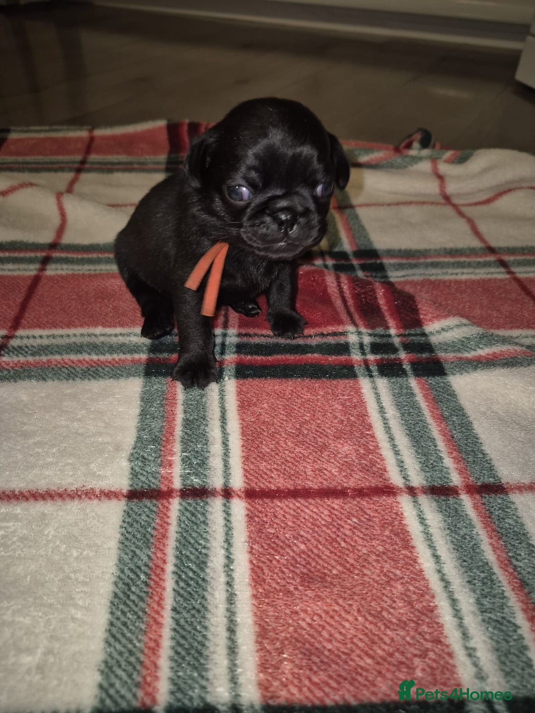 Pug dogs for sale: Pug puppies 🐶  - Image 18