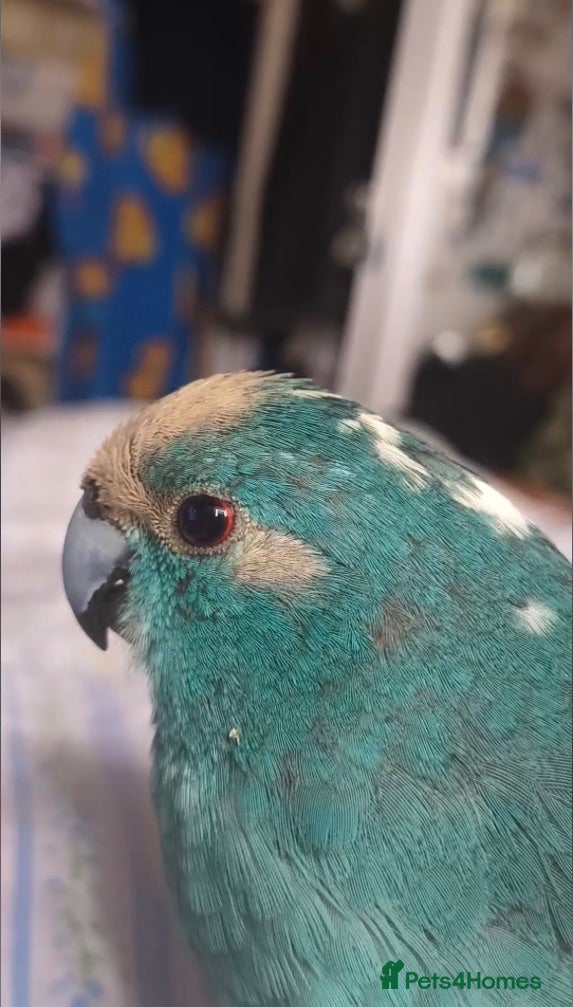 Parakeets birds blue kakariki - Advert 2