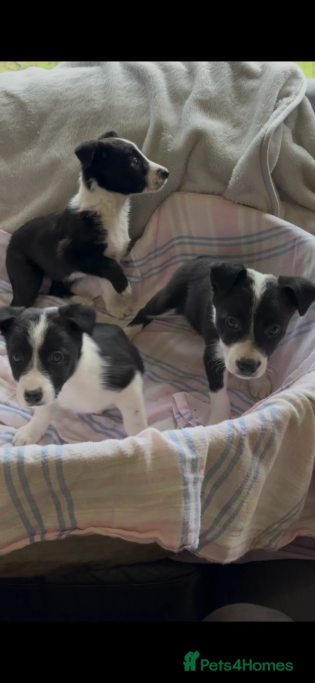 Border Collie dogs for sale: Border Collie Puppies - Advert 4