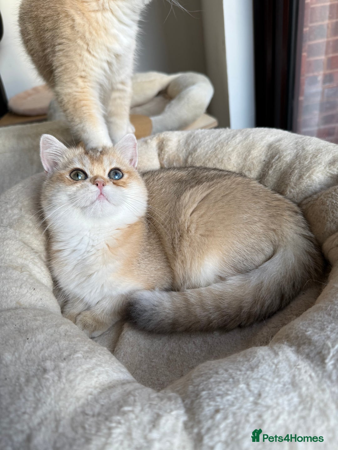 British Shorthair cats for sale: New Litter Available GCCF BSH Black Golden Kittens - Advert 17