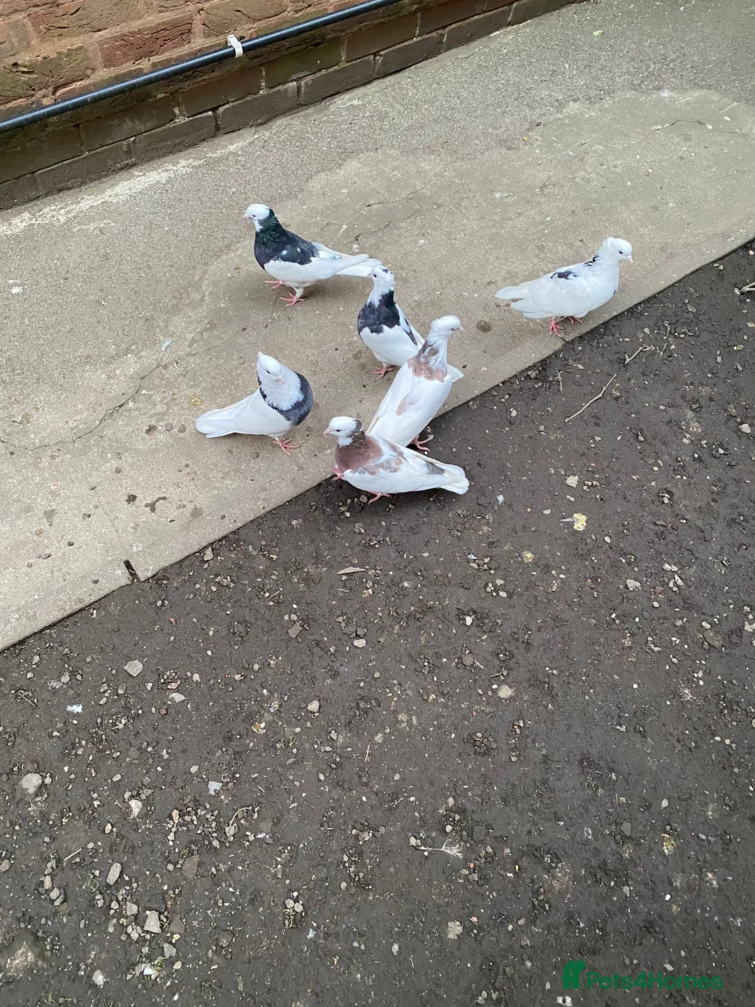 Pigeons birds for sale: Iranian pigeons  - Advert 1