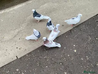 Pigeons birds Iranian pigeons - Advert 1