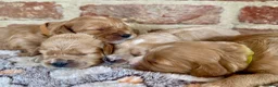 Cavapoo dogs for sale: F1 cavapoos  - Advert 3