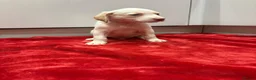 Mixed Breed dogs for sale: golden cocker retriever  - Advert 31