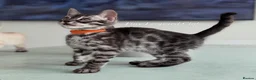 Bengal cats for sale: TICA Pedigree Bengals in Lynx and Silver Charcoal - Advert 14