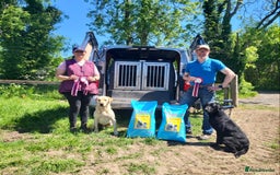 Labrador Retriever dogs for sale: Working Labrador for sale by FTCh Harperri breac  - Image 3