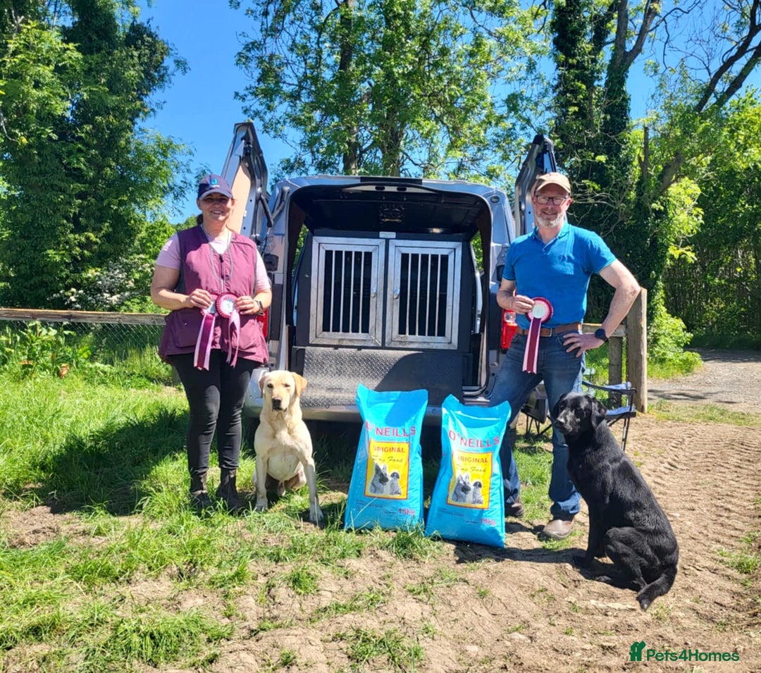 Labrador Retriever dogs for sale: Working Labrador for sale by FTCh Harperri breac  - Image 3