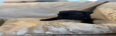 Cane Corso 7