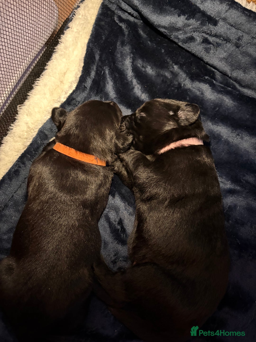 Borador dogs for sale: Lab collie pups  - Advert 10