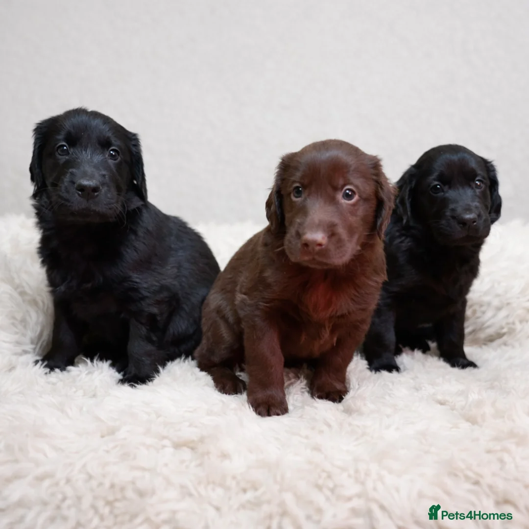 Flat coated Retriever dogs for sale: KC Flat Coated Retriever puppies  - Advert 3