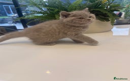British Shorthair cats for sale: Adorable British short hair kittens - Image 5