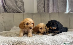 Cockapoo dogs for sale: Beautiful F1 cockapoos ready now  - Image 12