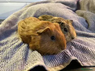 Guinea Pig rodents Baby boar guinea pigs - Advert 17