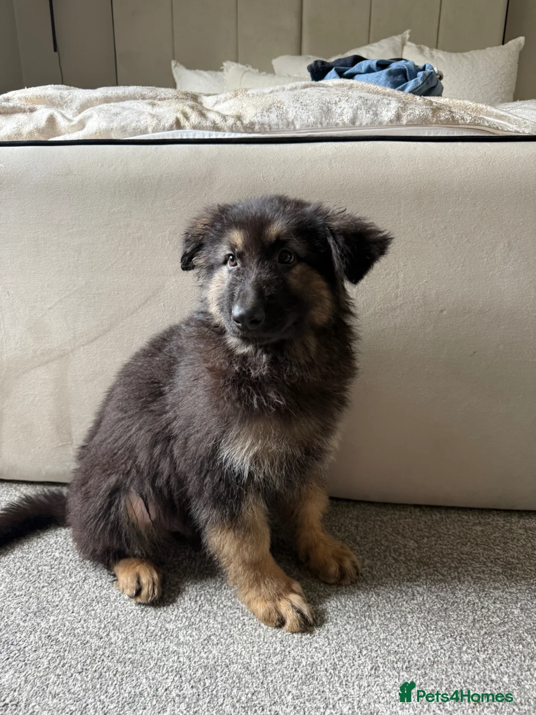 German Shepherd dogs for sale: GSD Male - Advert 8