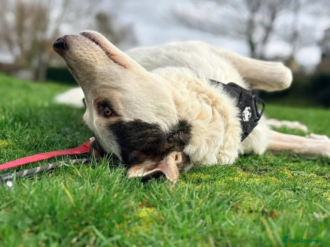 Mixed Breed dogs for adoption: Meet Demi, currently residing in Essex  - Advert 2