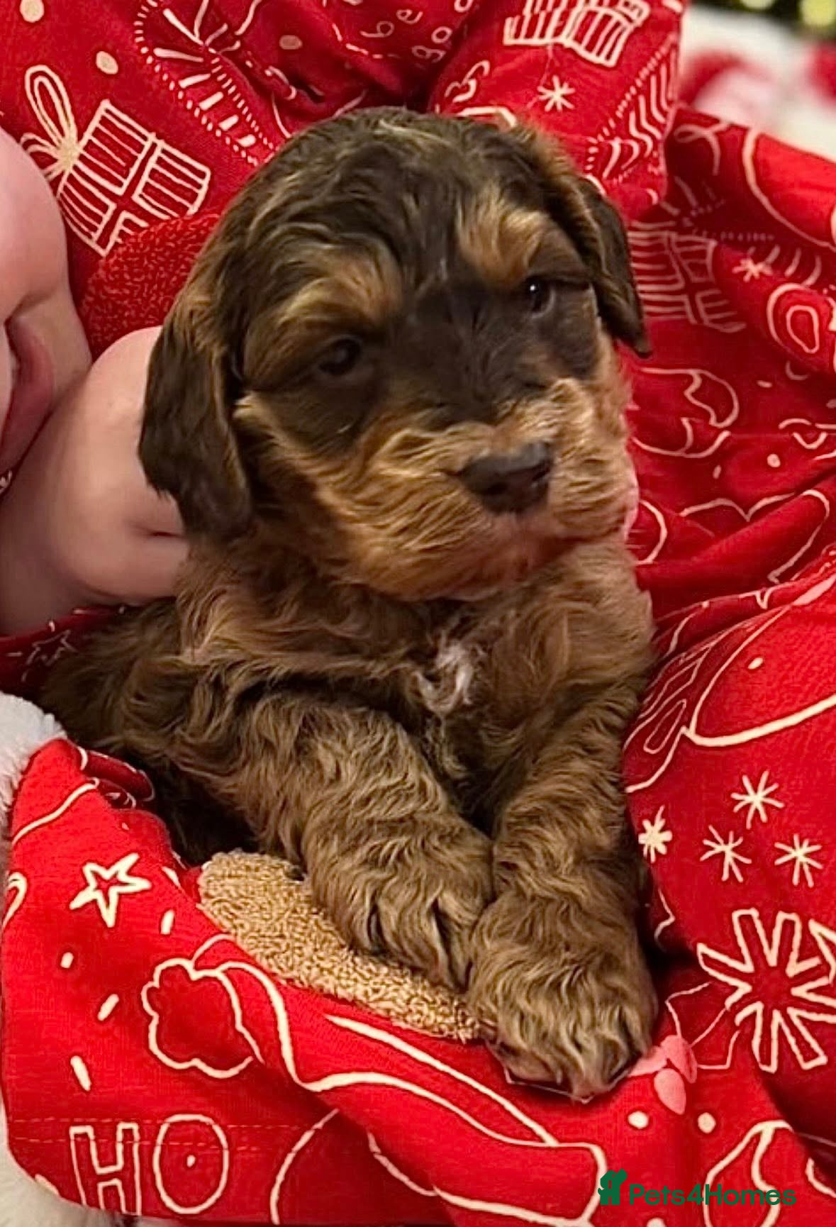 Cockapoo dogs Bernard Fabulous F1 Sable Cockapoo Boy - Advert 18