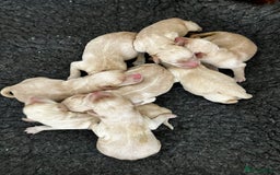 Labrador Retriever dogs for sale: Quality Labrador puppies Ready soon - Image 7