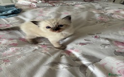 Ragdoll cats for sale: Purebred bluepoint ragdolls - Image 7