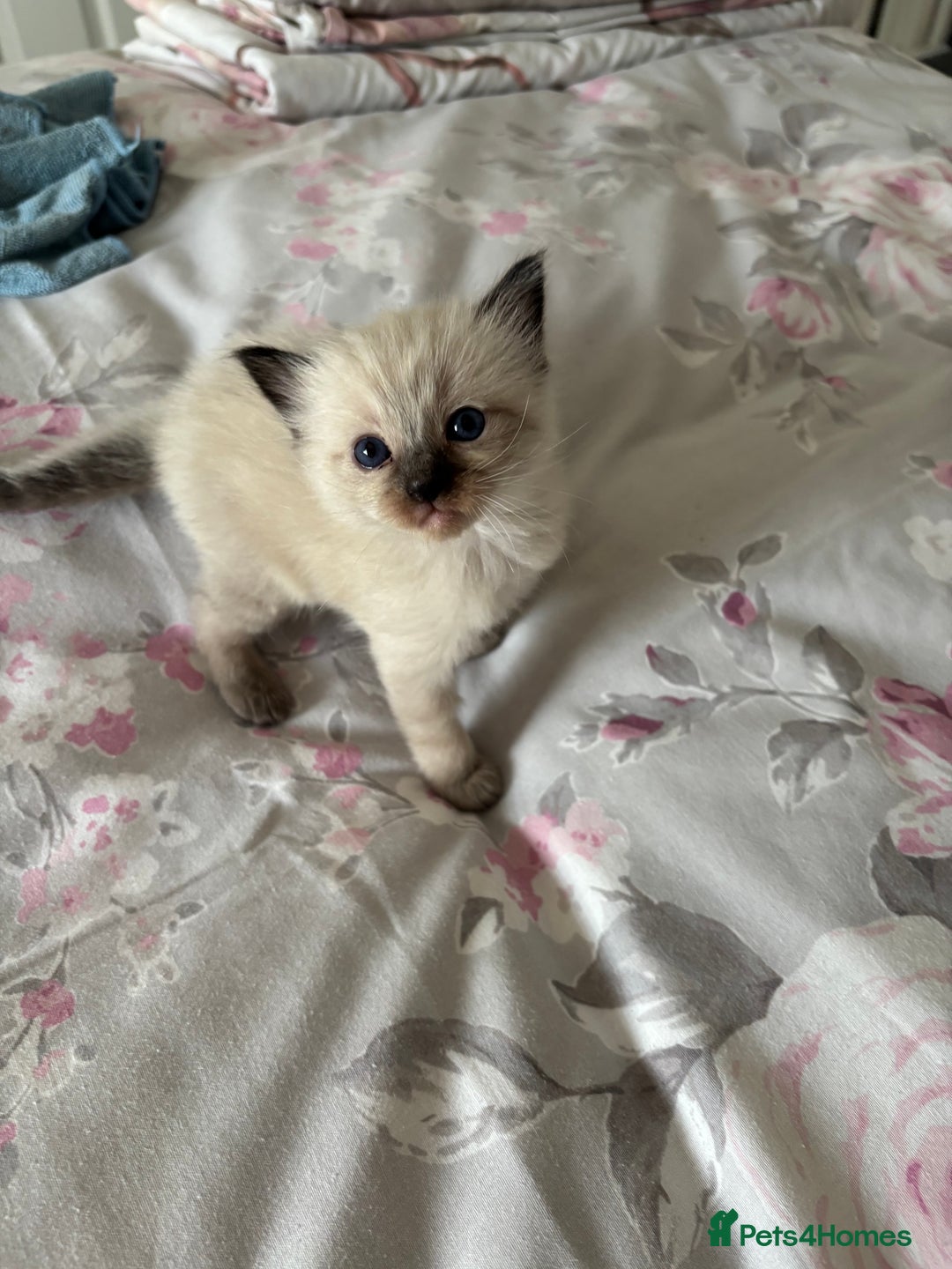 Ragdoll cats for sale: Purebred bluepoint ragdolls - Image 7