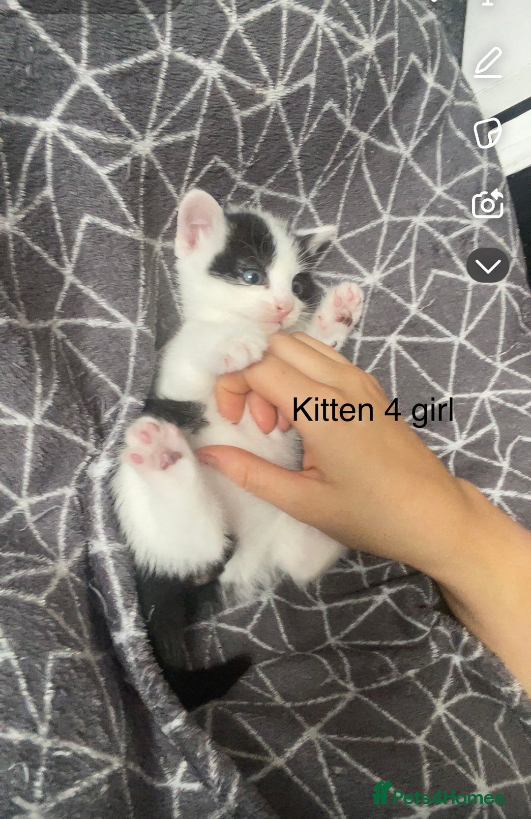 Mixed Breed cats for sale: Kittens for sale !!! - Image 8