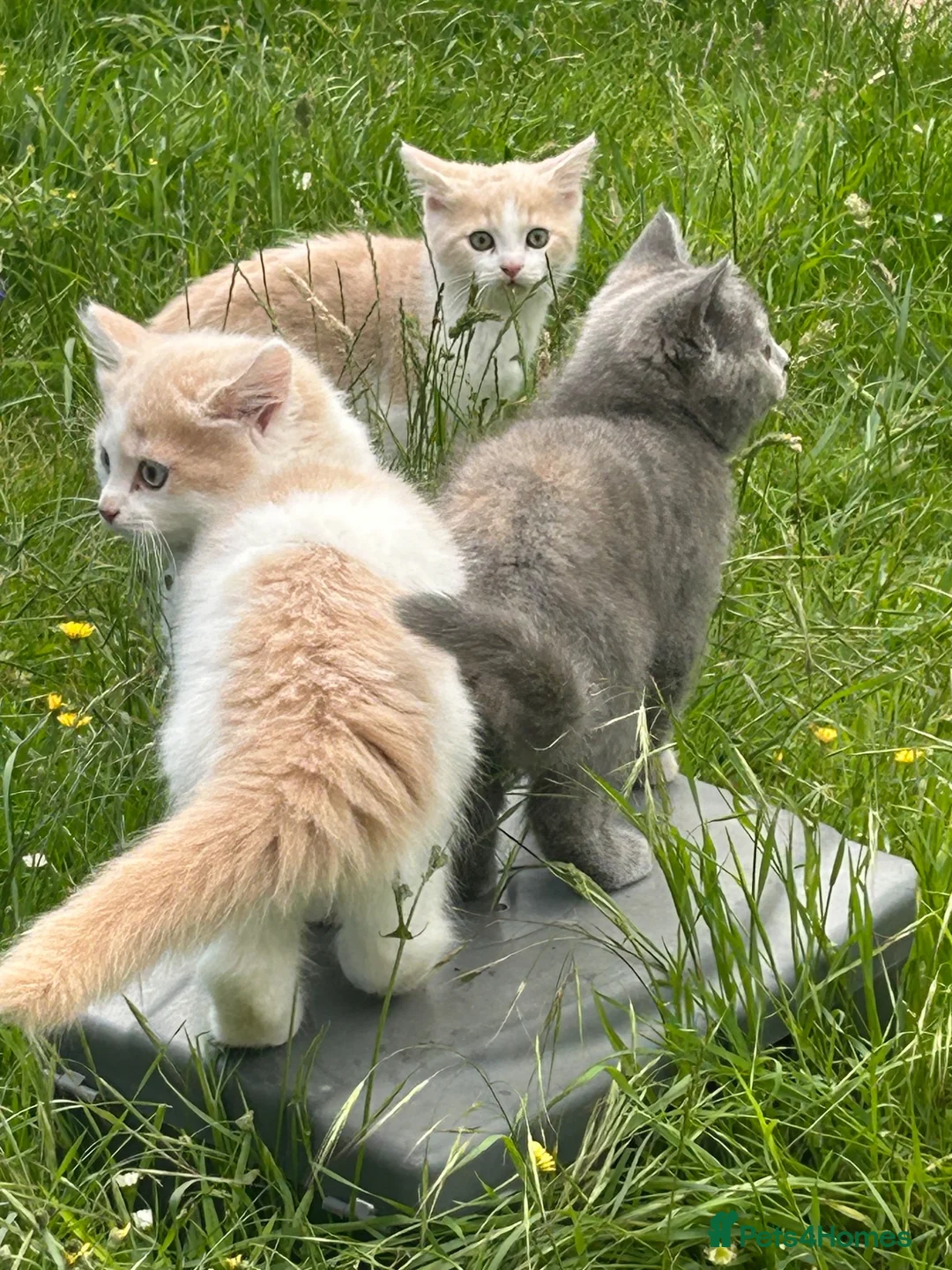 British Shorthair cats for sale: British short hairxPersian kittens - Advert 1