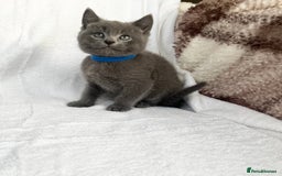 Mixed Breed cats for sale: Russian blue&British shorthair kittens  - Image 2