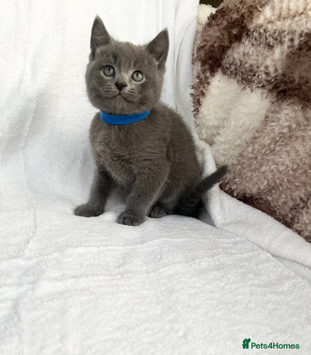 Mixed Breed cats for sale: Russian blue&British shorthair kittens  - Image 2