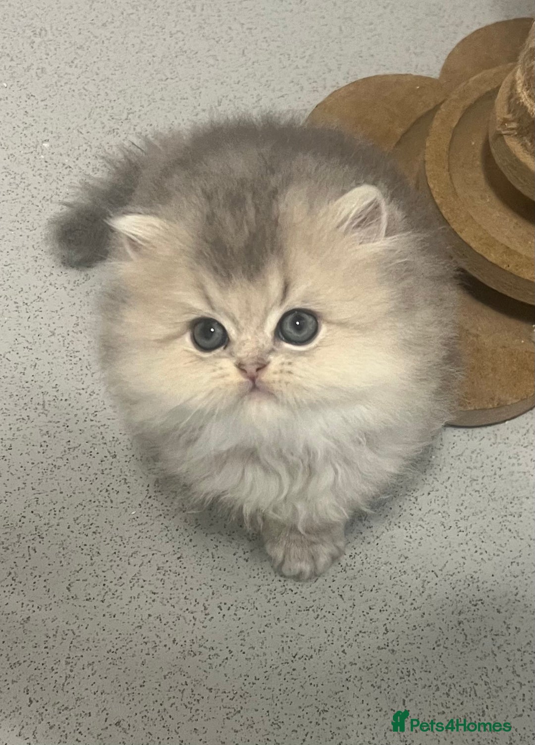Scottish Fold cats for sale: Pedigree cutest SFLH kittens   - Advert 7