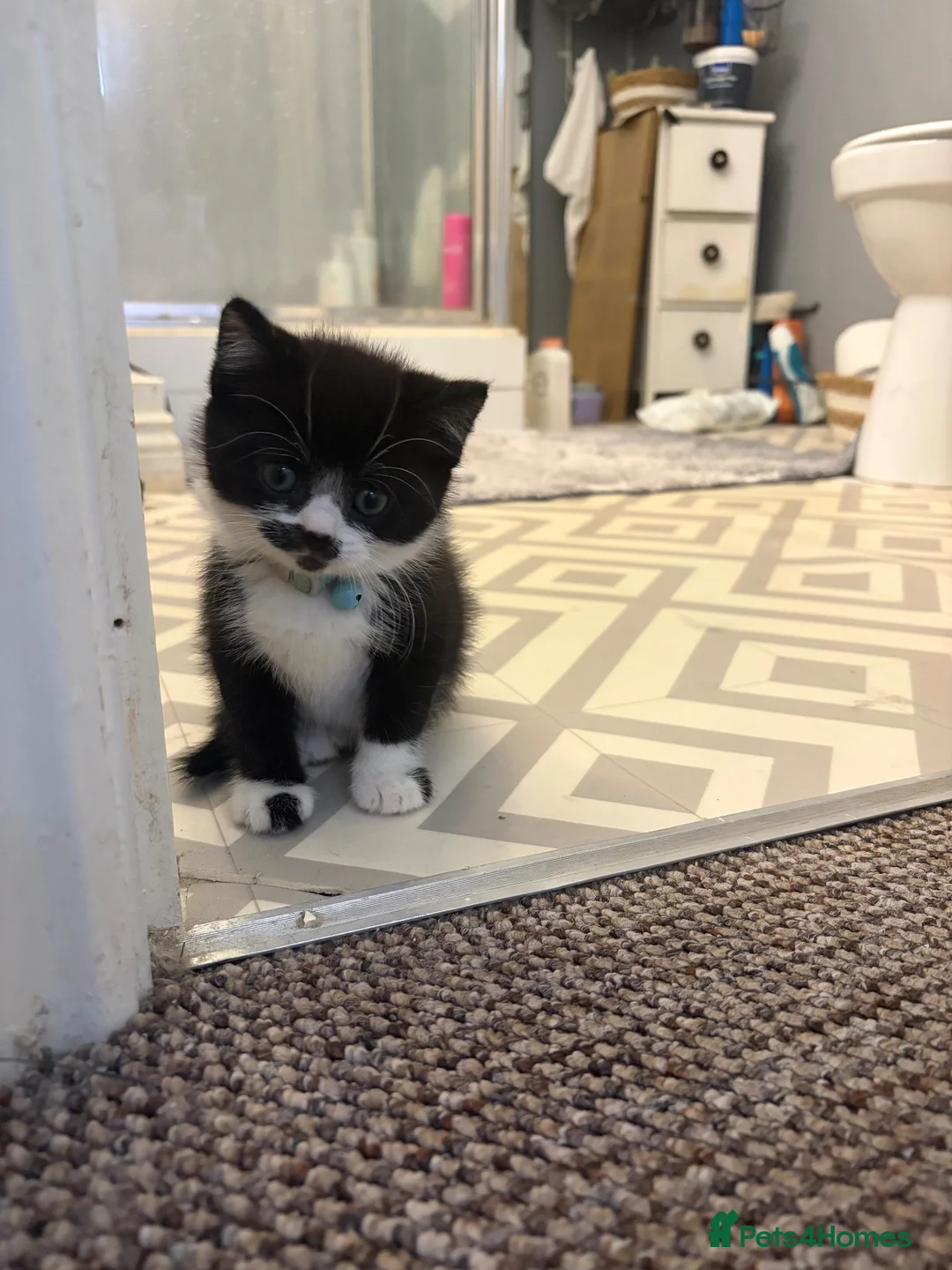 Mixed Breed cats for sale: Last male kitten exotic shorthair  in Warrington - Advert 2