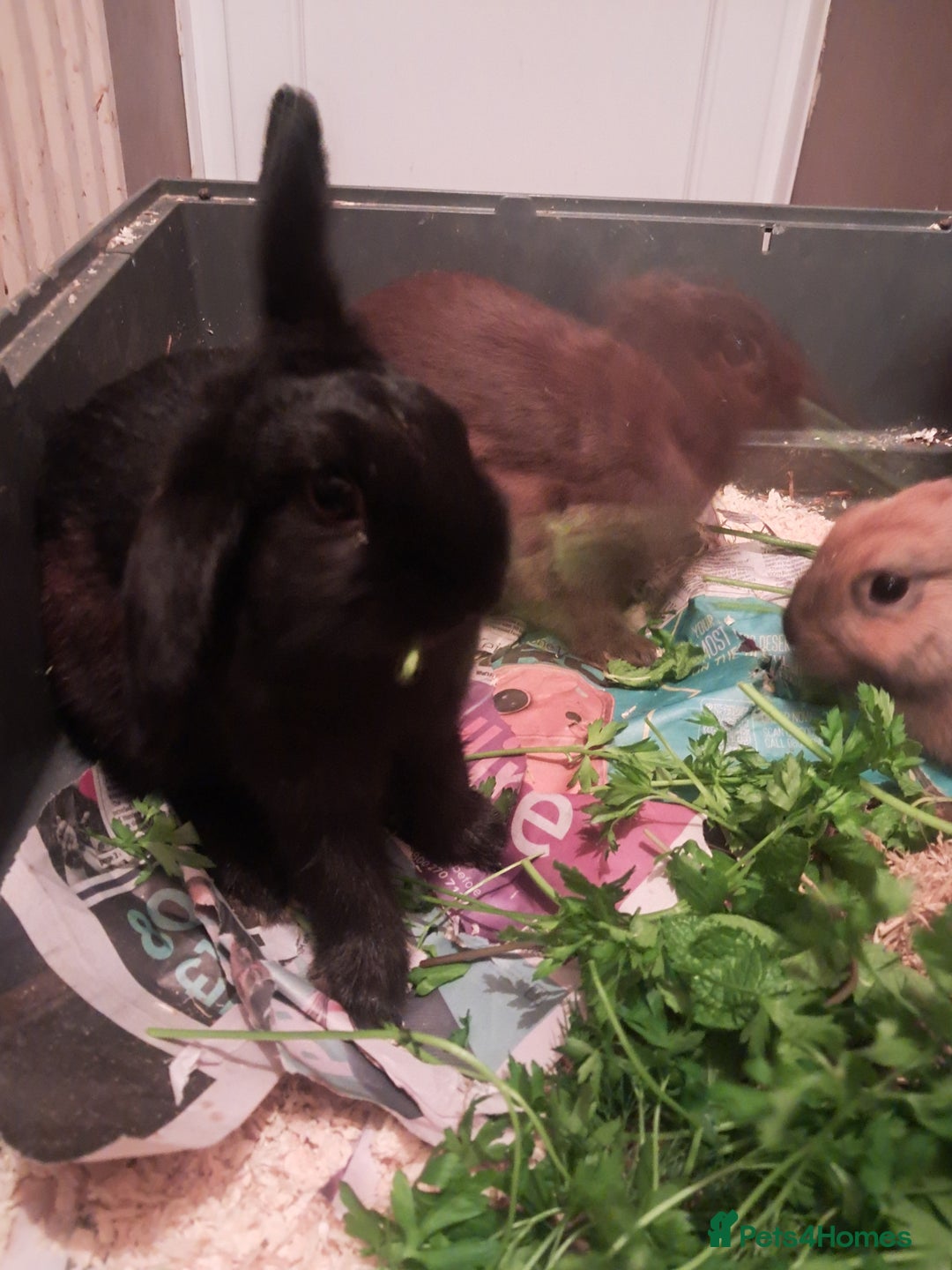 Mixed Breed rabbits for sale: Free to loving forever homes  - Image 24