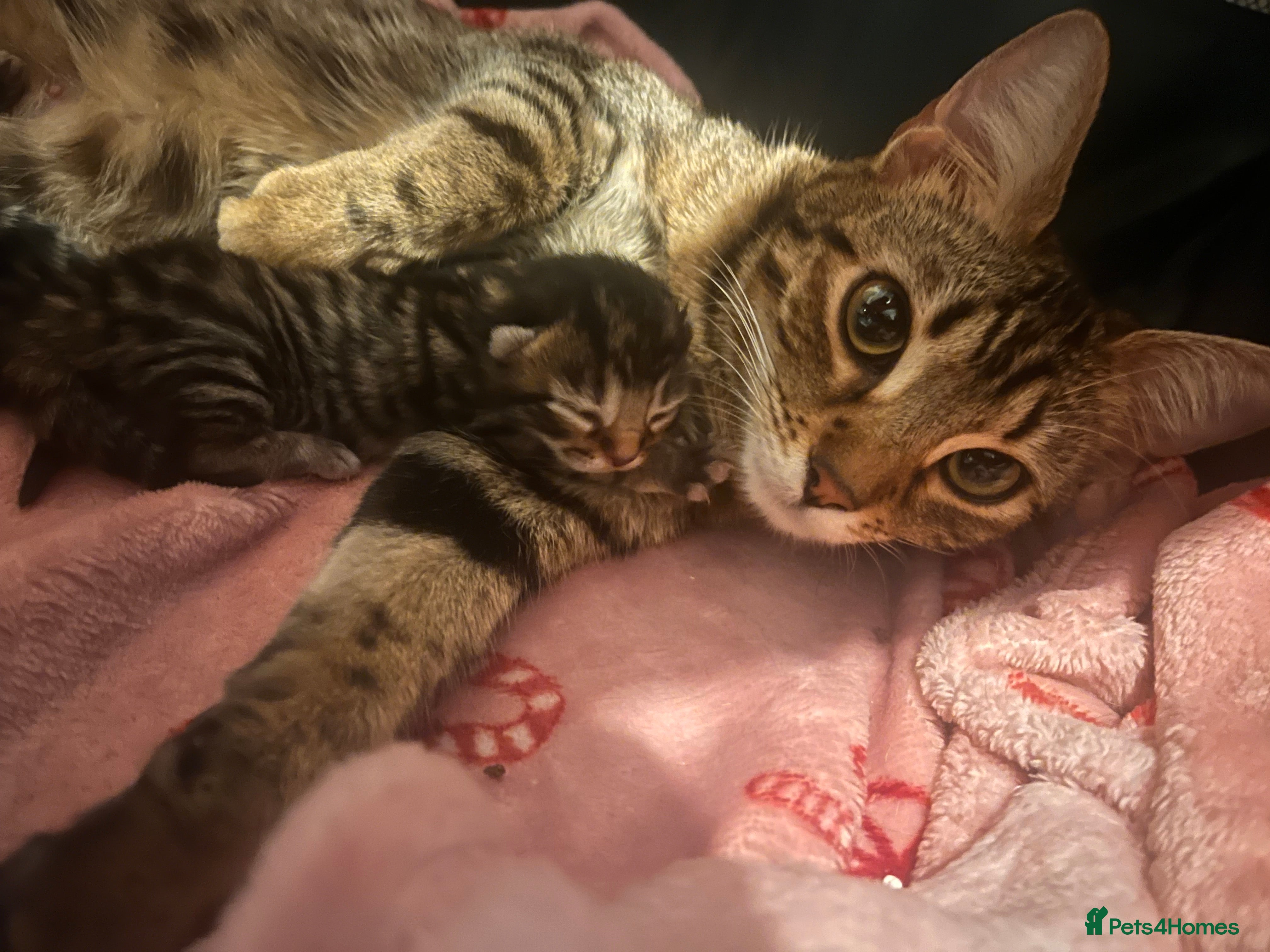 Mixed Breed cats Bengal mix kittens - Advert 1