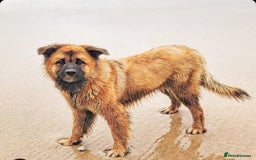 Mixed Breed dogs for sale: Rehoming - female German shepherd x Chow - Image 7