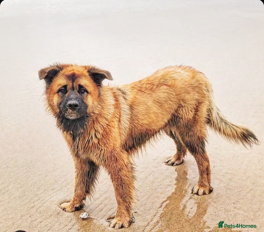 Mixed Breed dogs for sale: Rehoming - female German shepherd x Chow - Image 7