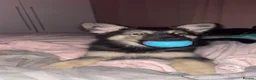 German Shepherd dogs for stud: SIMBA German shepherd for stud in Middlesbrough - Advert 5