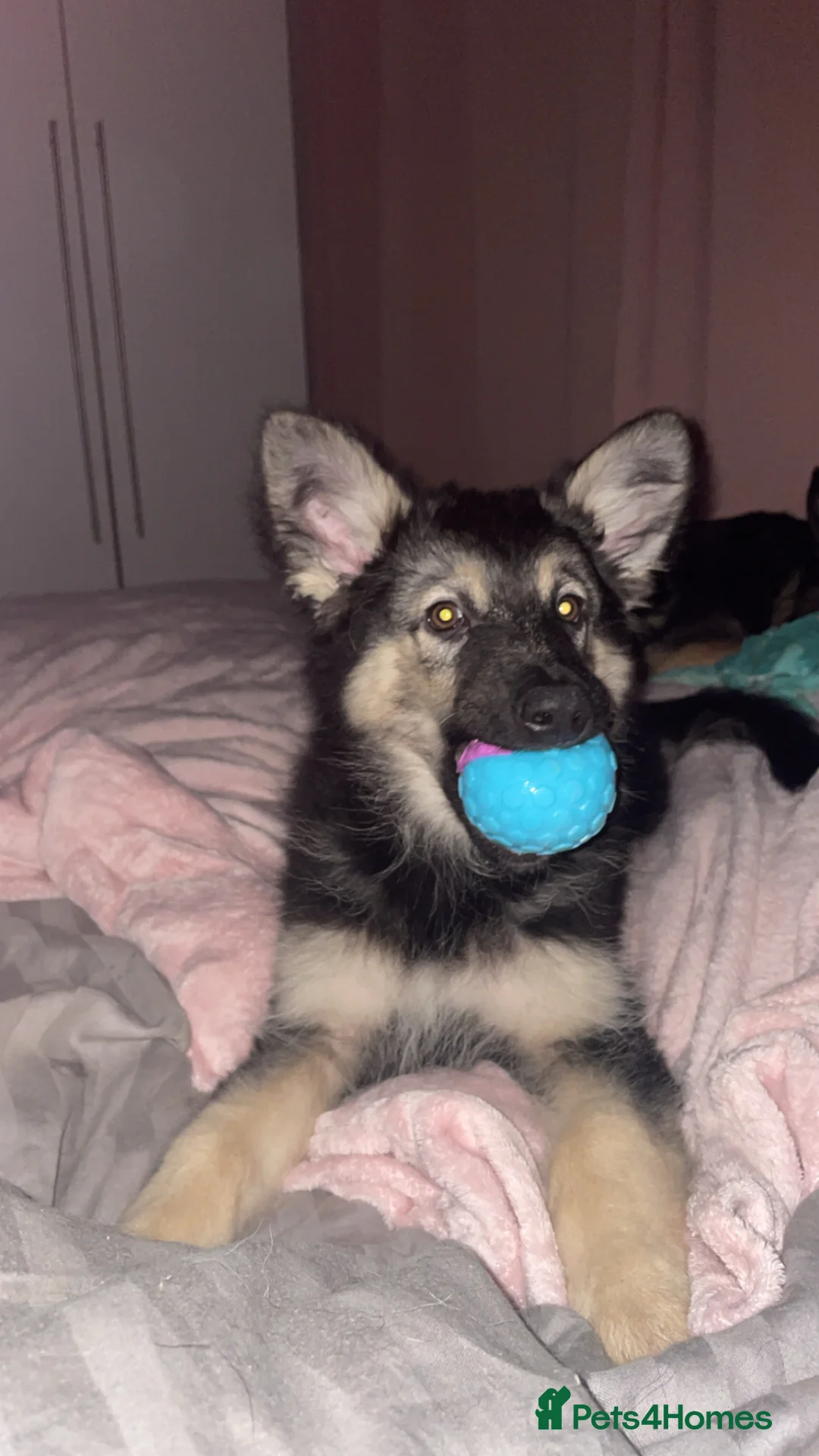 German Shepherd dogs for stud: SIMBA German shepherd for stud in Middlesbrough - Advert 5