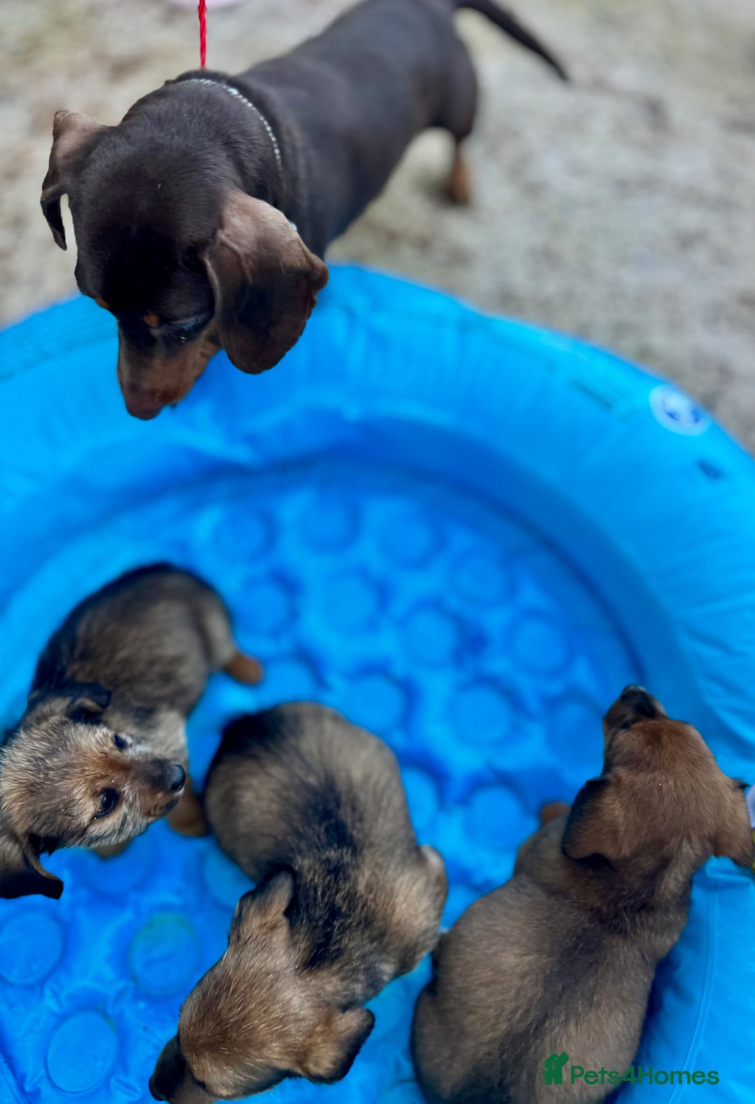 Mixed Breed dogs for sale: Dachshund cross jack russel pups - Image 14