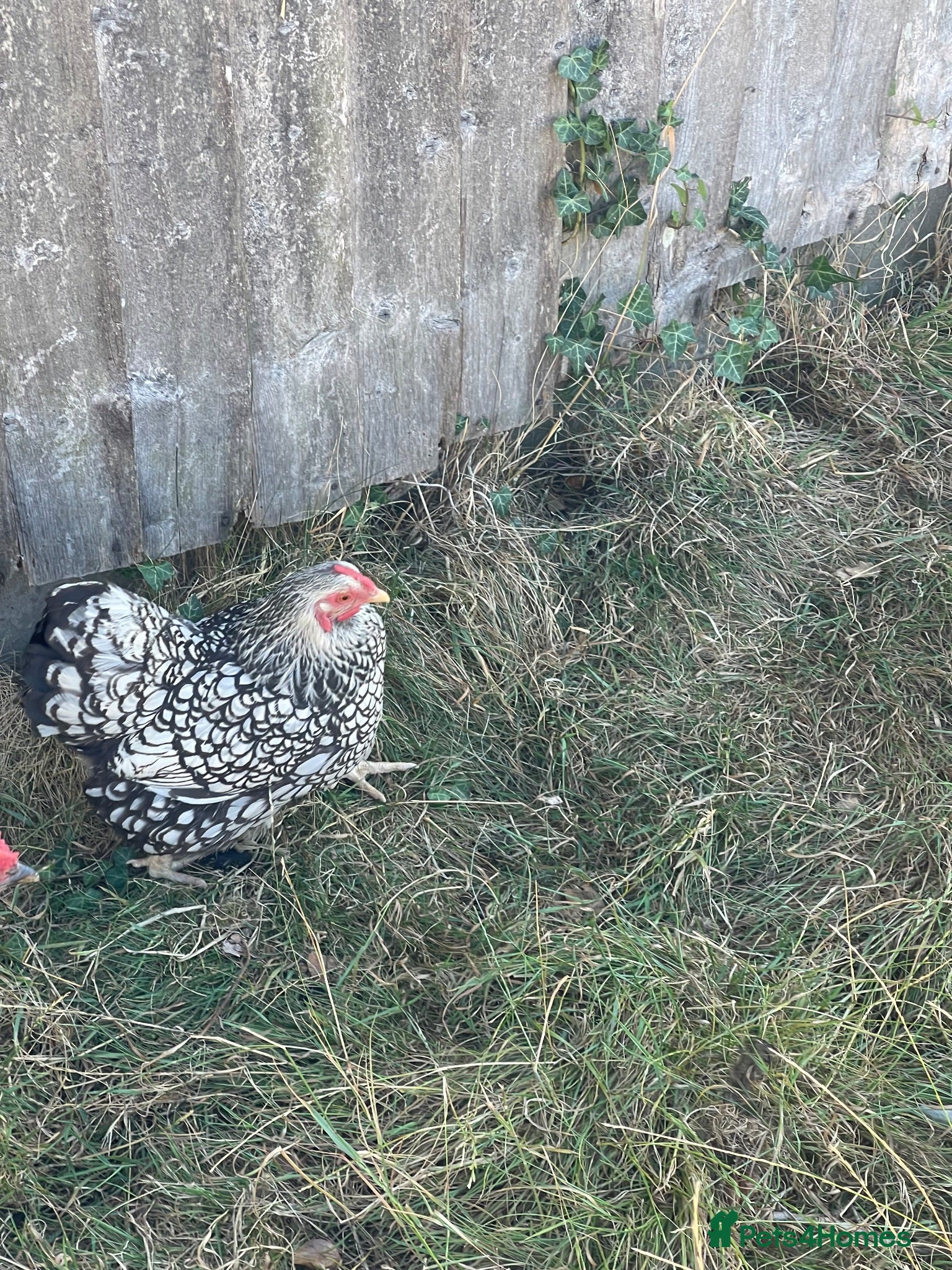 Chickens poultry Hen for sale  - Advert 9