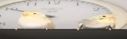 Budgerigars birds for sale: 2 young budgies - Advert 1