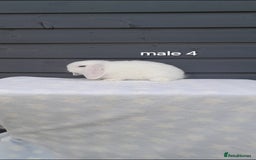 Mini Lop rabbits for sale: Gorgeous mini lop rabbits ready now  - Image 20