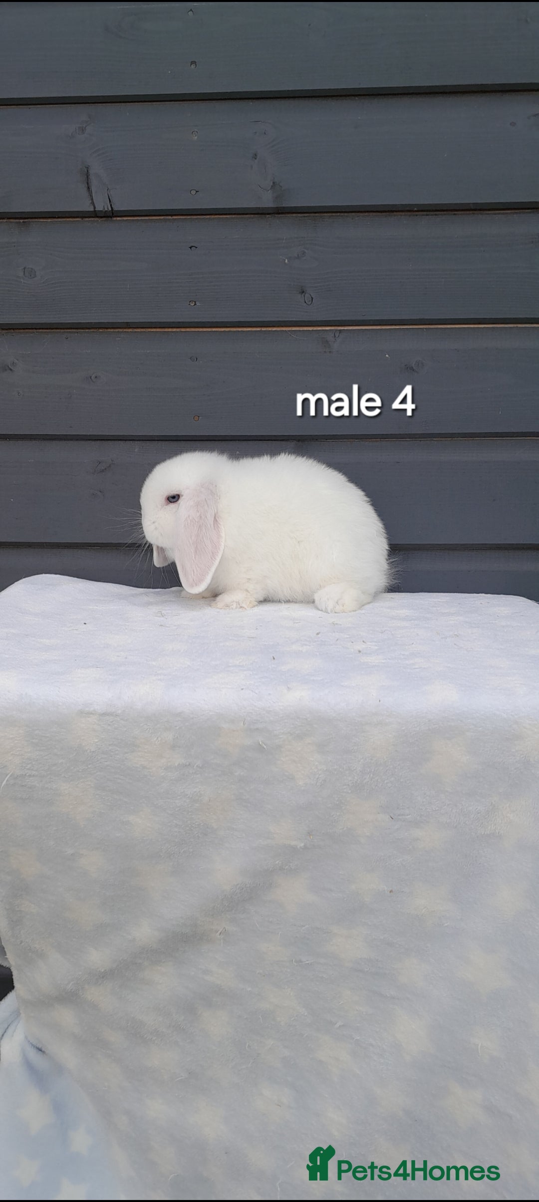 Mini Lop rabbits for sale: Gorgeous mini lop rabbits ready now  - Image 20